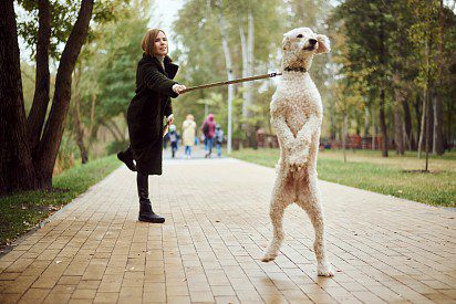 How to wean a dog to pull on a leash. detailed instructions