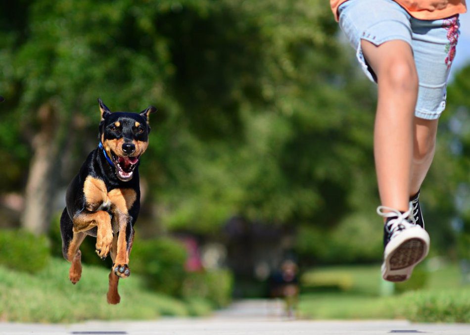 How to wean a dog to run after cyclists and joggers?