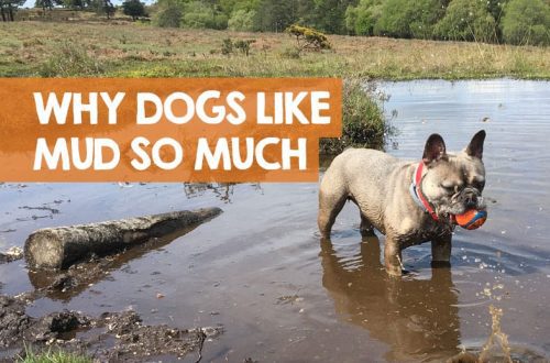 How to wean a dog to wallow in the mud?