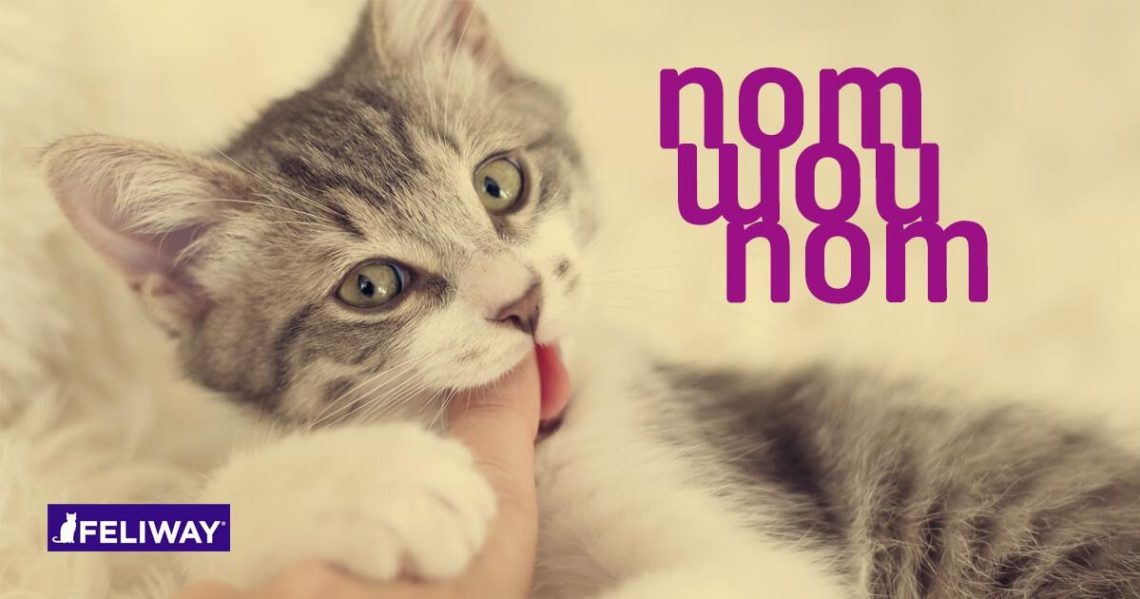 Kuidas kassipoega hammustusest ja kriimustamisest võõrutada – näpunäiteid ja põhjuseid