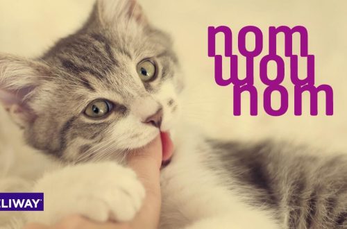 How to wean a kitten from biting and scratching &#8211; tips and reasons