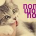 Urolithiasis macskákban: tünetek és kezelés otthon