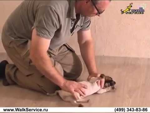 How to wean a puppy from biting