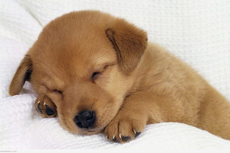 How to wean a puppy from whining at night?