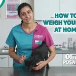 How to weigh a cat at home?