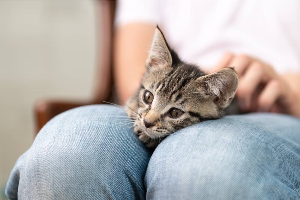 How to win a cat&#8217;s trust?