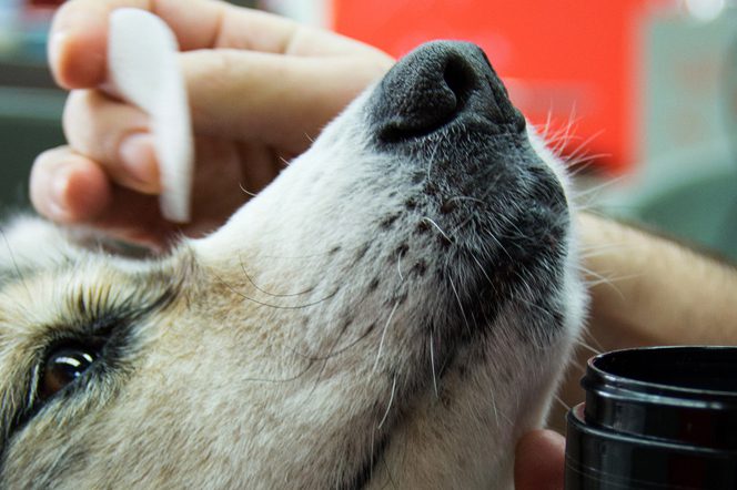 How to wipe your dog&#8217;s eyes?