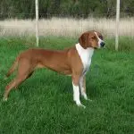 Hugenhund