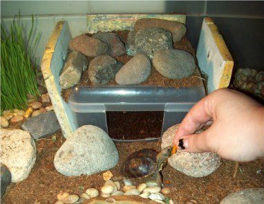 Humid chamber in a turtle terrarium