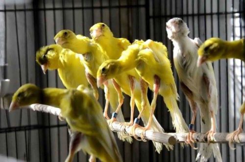 Humpbacked canaries