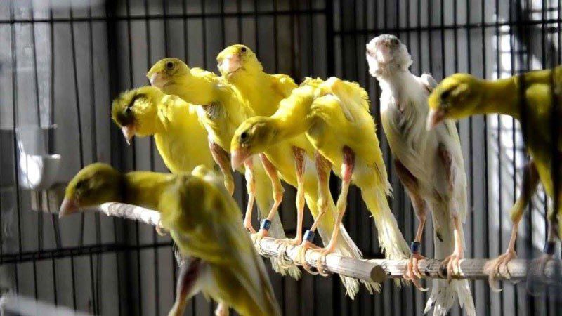 Humpbacked canaries