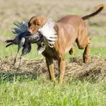 Hunting behavior of dogs