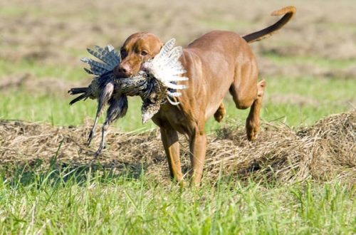 Hunting behavior of dogs