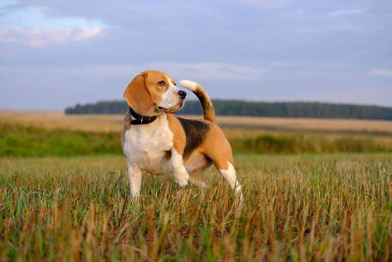 Hunting dogs: top 15 breeds
