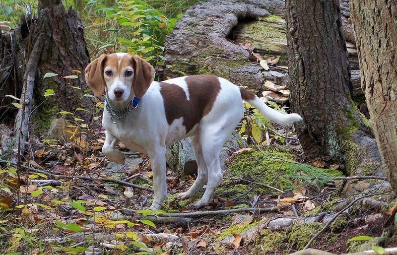 Hunting dogs: top 15 breeds