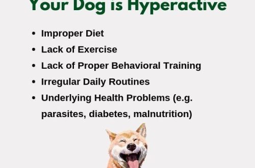 Hyperactive dog behavior at home