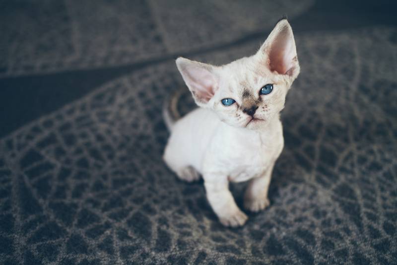 Hypoallergenic cats: 15 best breeds for allergy sufferers