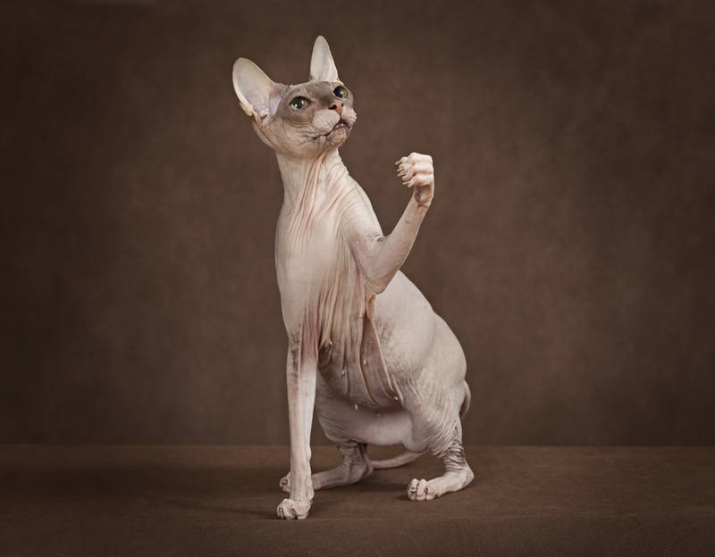 Hypoallergenic cats: 15 best breeds for allergy sufferers