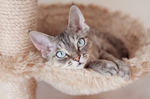 Hipoallergén macskák: 15 legjobb fajta allergiások számára