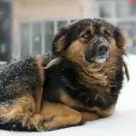 Hypothermia in a dog
