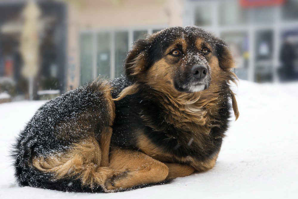 Hypothermia in a dog