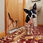 “I collect everything related to my dog”