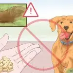 I have a dysfunctional dog: what should I do?
