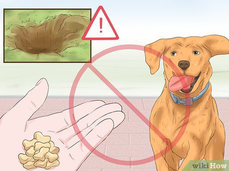 I have a dysfunctional dog: what should I do?