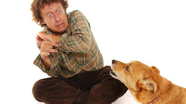 Im afraid of dogs! Cynophobia: what is it and what to do about it?