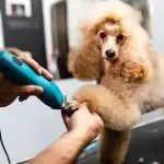 I would go to the groomers …