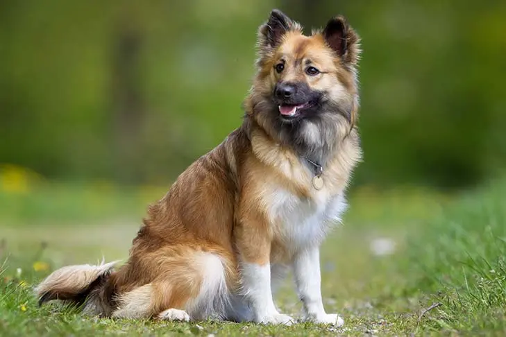 Icelandic Sheepdog