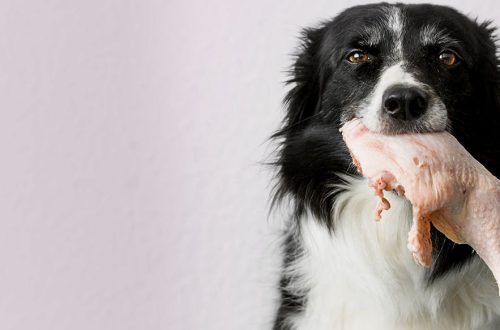 If a dog is a carnivore, is it necessary to feed it with meat?