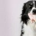 Harmful Foods for Dogs