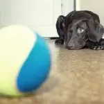 If the dog does not want to play