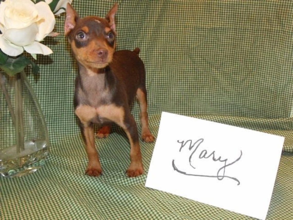 “If we hadn’t taken Maikusha, he would have been put to sleep &#8230;” Review of the miniature pinscher