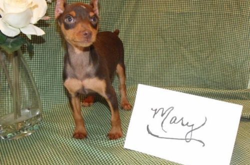 “If we hadn’t taken Maikusha, he would have been put to sleep &#8230;” Review of the miniature pinscher