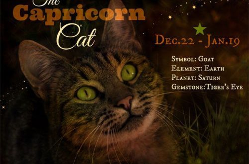 If your cat is a Capricorn