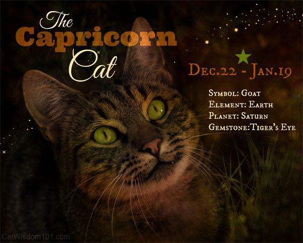 If your cat is a Capricorn