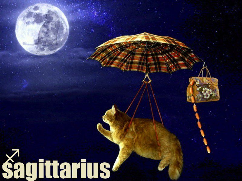 If your cat is a Sagittarius