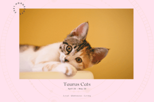 If your cat is a Taurus