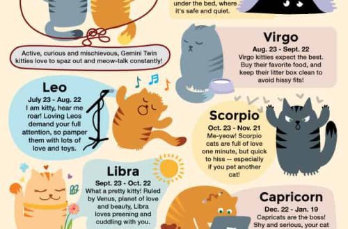 If your cat is a Virgo