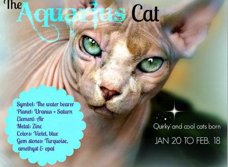 If your cat is an Aquarius