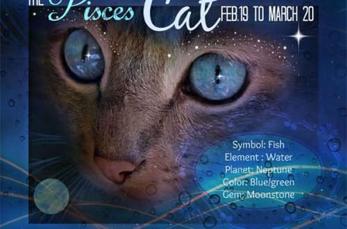 If your cat is Pisces
