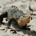 iguana black