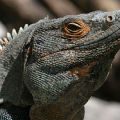 iguana black