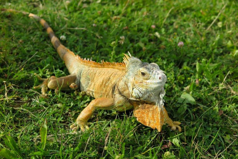 Iguana can become domesticated, but not tame