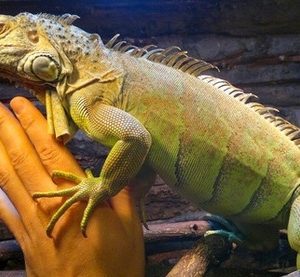 “Iguana can become domesticated, but not tame”