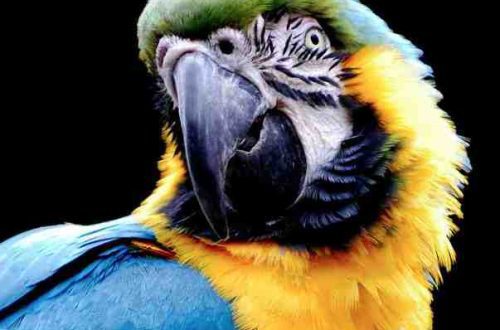 ill-mannered parrot