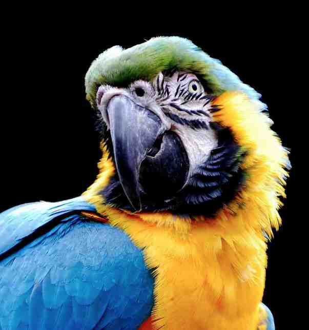 ill-mannered parrot