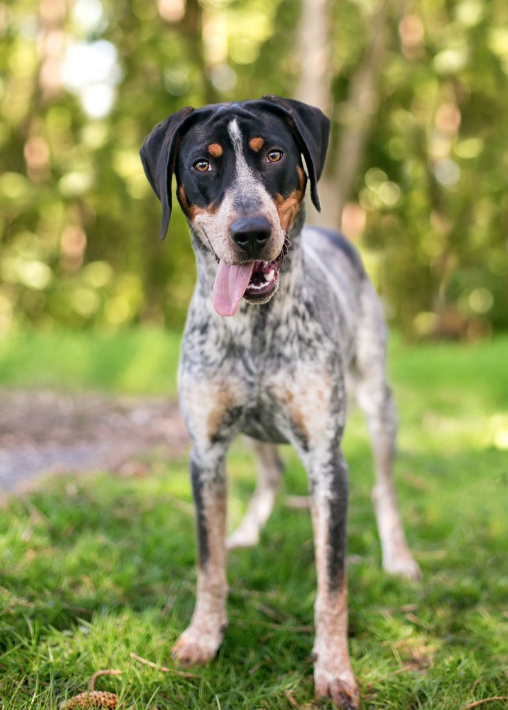Funny Bluetick Coonhound